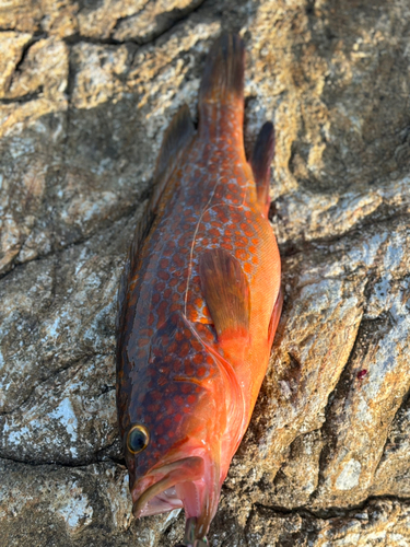 キジハタの釣果