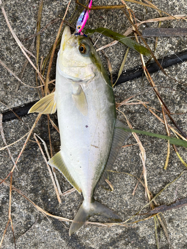 カンパチの釣果