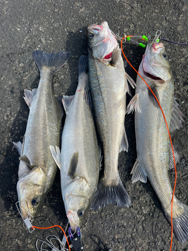 シーバスの釣果