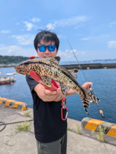 ヨメヒメジの釣果