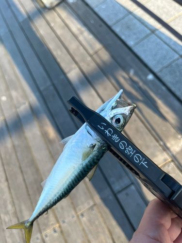 サバの釣果
