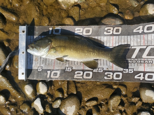 スモールマウスバスの釣果