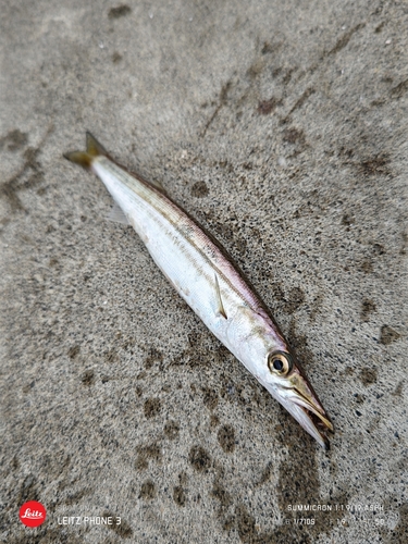 カマスの釣果