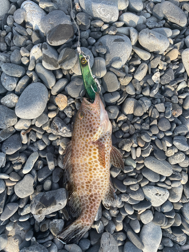 オオモンハタの釣果