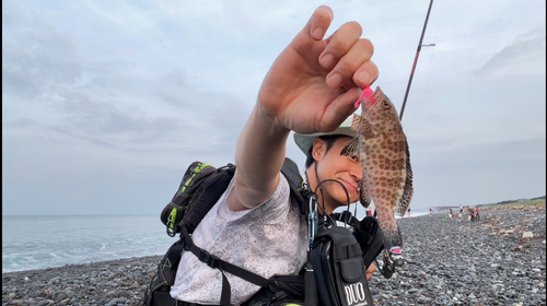 オオモンハタの釣果