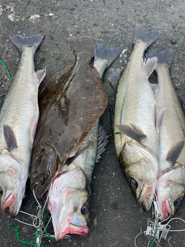 シーバスの釣果