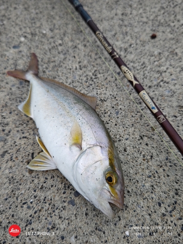 ショゴの釣果