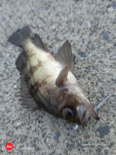 メバルの釣果