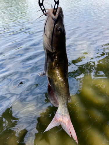 ナマズの釣果