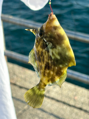 カワハギの釣果