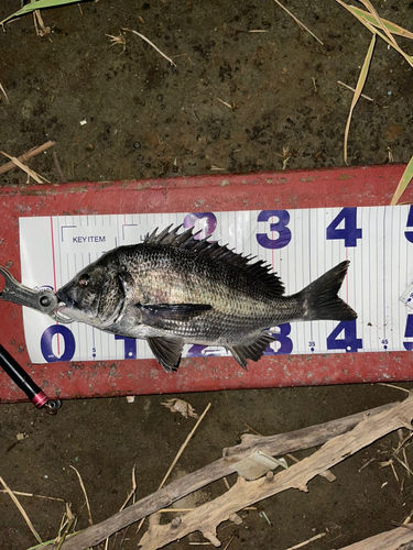 クロダイの釣果