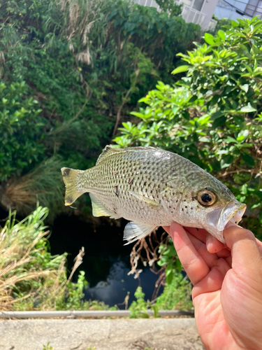 釣果