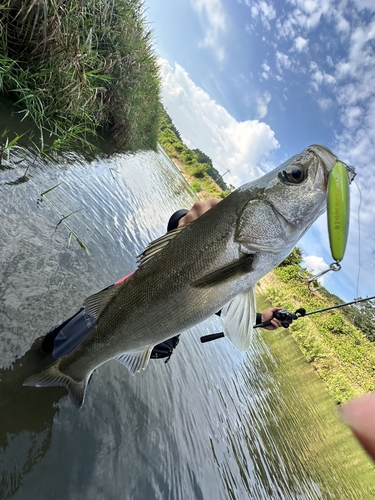 スズキの釣果