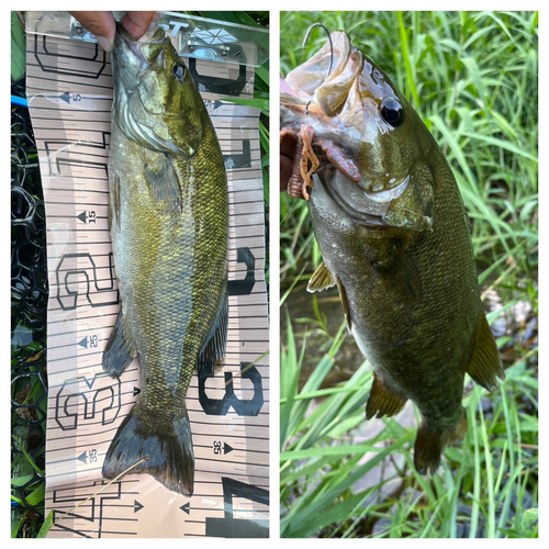 スモールマウスバスの釣果