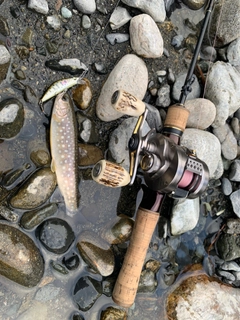 イワナの釣果