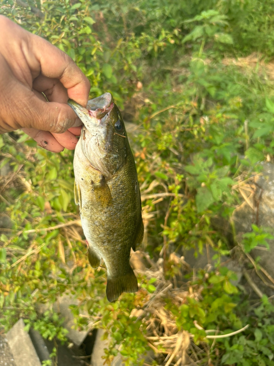 スモールマウスバス