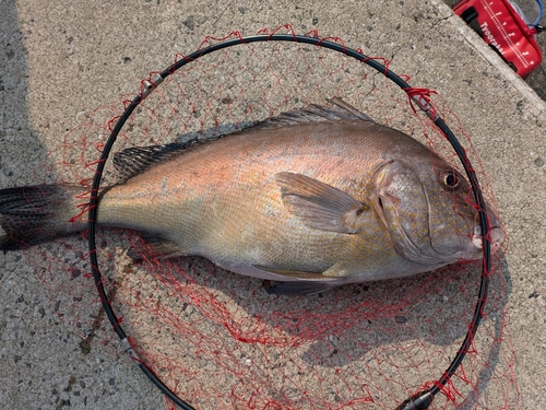 コロダイの釣果