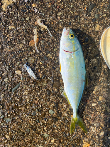 ツバスの釣果