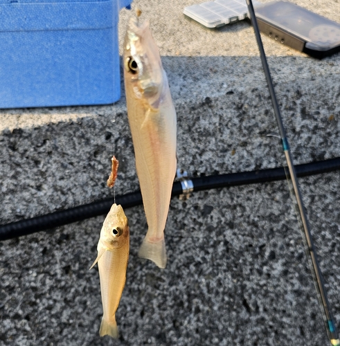 キスの釣果