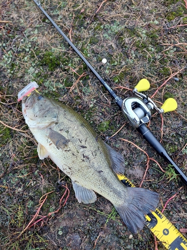 ブラックバスの釣果