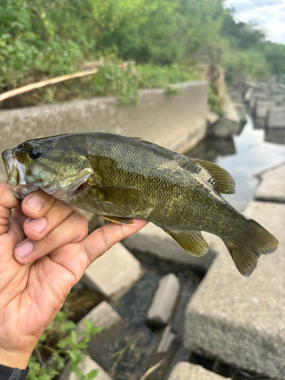 スモールマウスバス