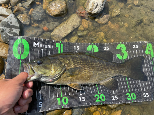 スモールマウスバスの釣果