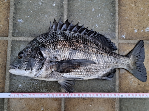 クロダイの釣果