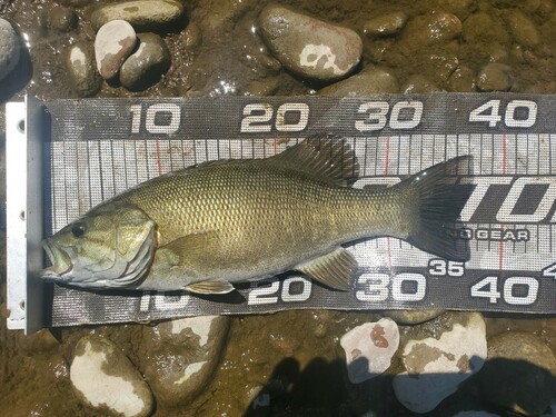 スモールマウスバスの釣果