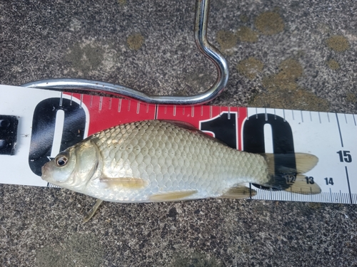 ヘラブナの釣果