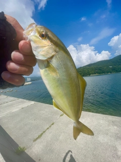 ショゴの釣果