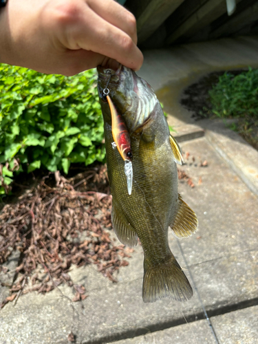 スモールマウスバスの釣果