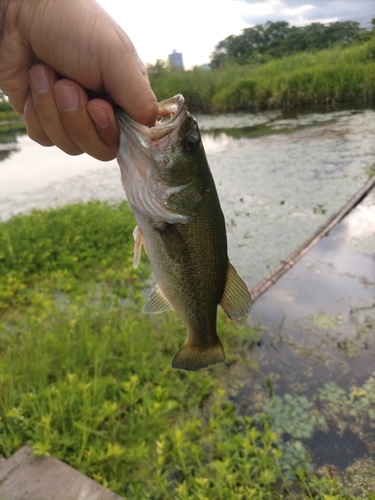 ラージマウスバスの釣果