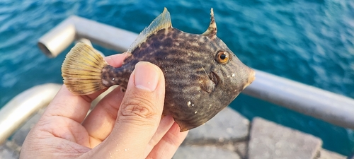 カワハギの釣果