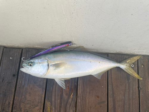 イナダの釣果