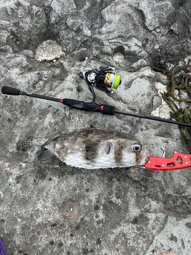 イシガキフグの釣果