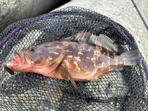 アコウの釣果