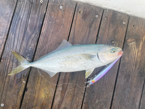 イナダの釣果