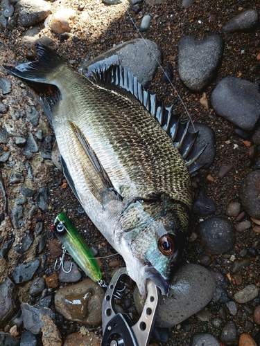 チヌの釣果