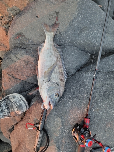 クロダイの釣果