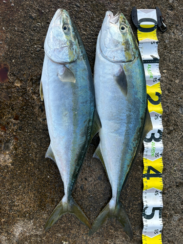 イナダの釣果