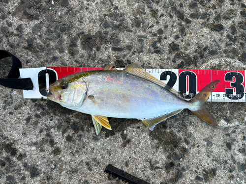 ショゴの釣果