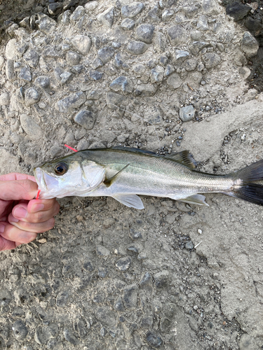 セイゴ（マルスズキ）の釣果