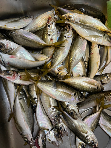 アジの釣果