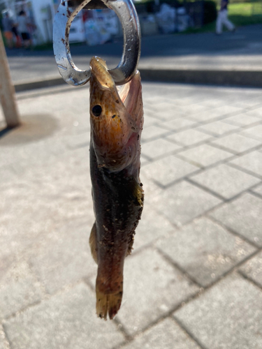 ウロハゼの釣果