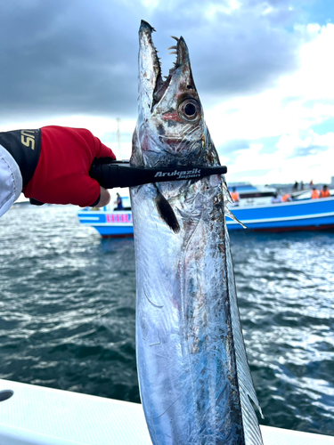 タチウオの釣果