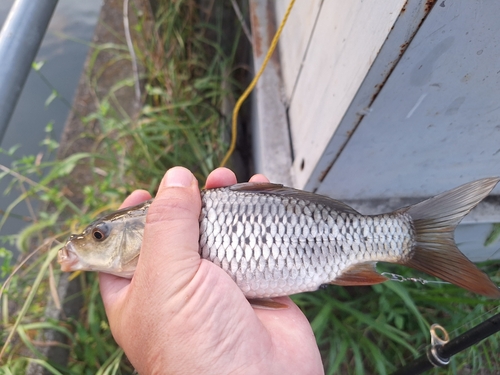 コイの釣果