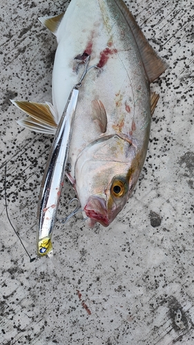 ショゴの釣果