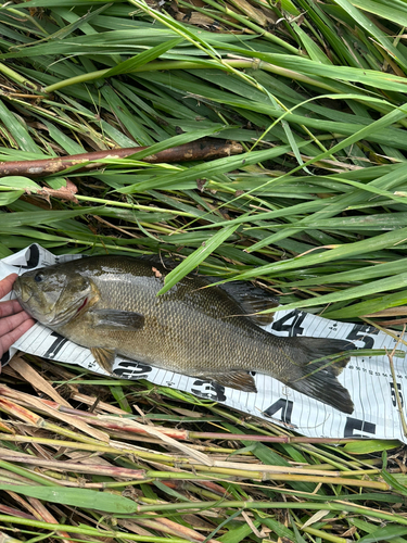 スモールマウスバスの釣果