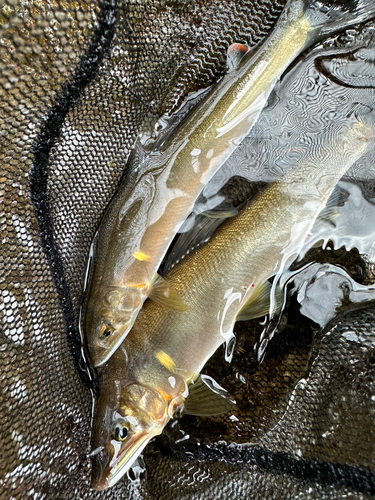 アユの釣果