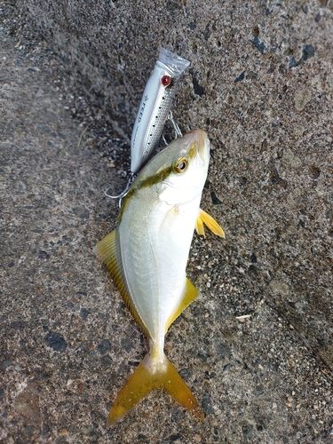 シオの釣果